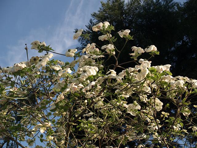 Cornus nutallii.jpg